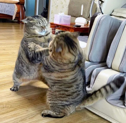 indoor felidae floor