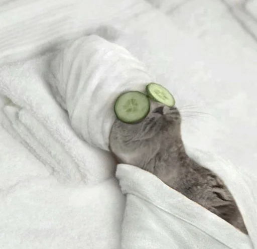 small to medium-sized cats felidae laying