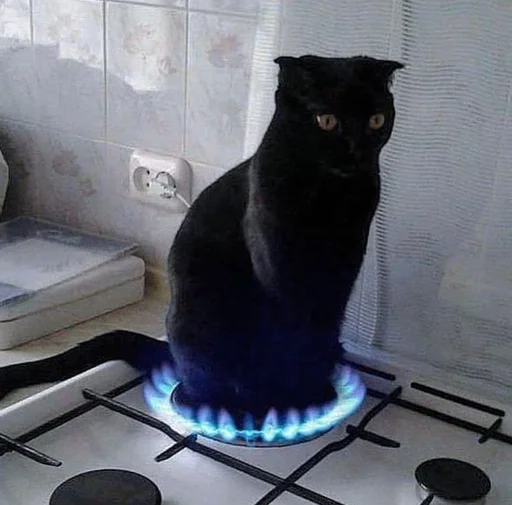 kitchen appliance appliance cat