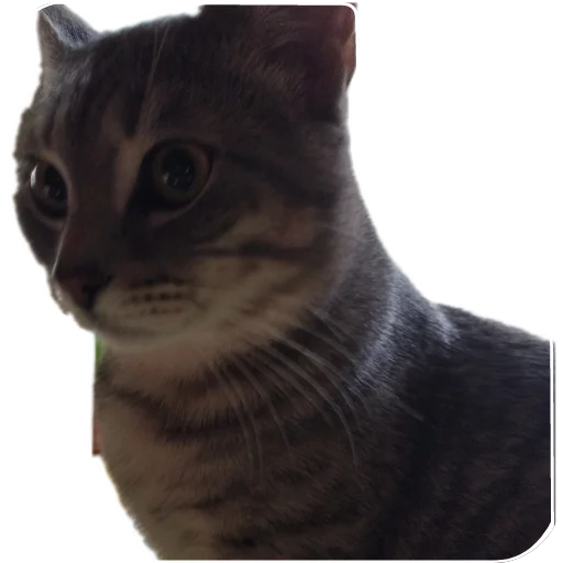 Стикер Cats8473 - 1