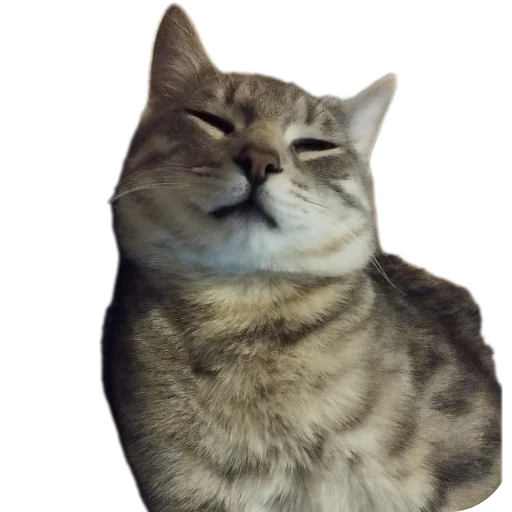 Sticker Cats8473 - 1