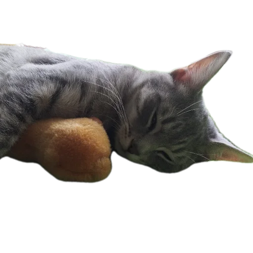 Стикер Cats8473 - 1