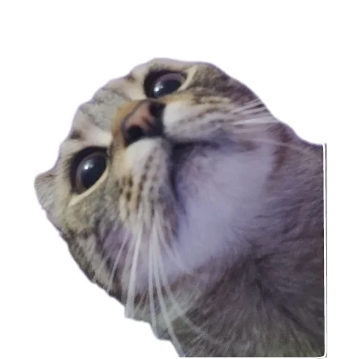 Стикер Cats8473 - 1