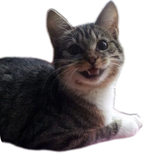 Стикер Cats8473 - 1