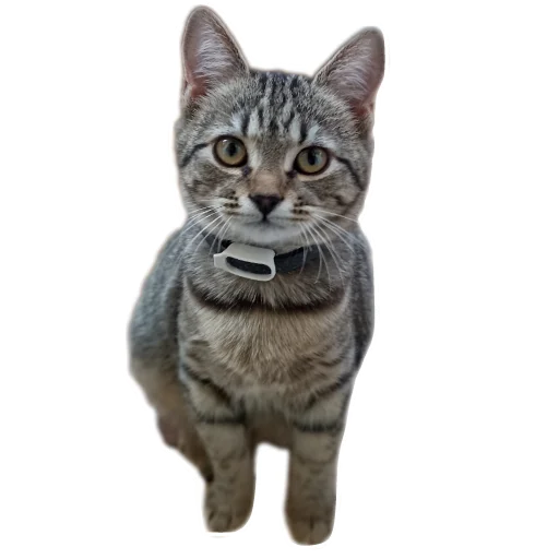 Sticker Cats8473 - 1