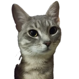 Sticker Cats🐱 - 9