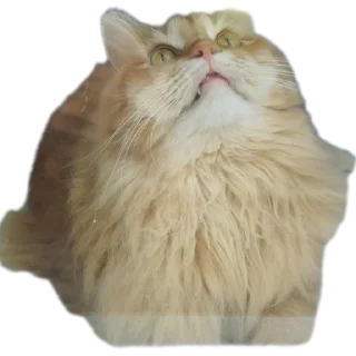 Sticker Cats🐱 - 6