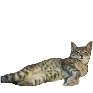 Sticker Cats🐱 - 1