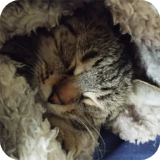 Sticker Cats🐱 - 2