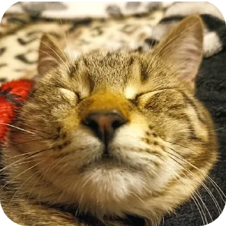 Sticker Cats🐱 - 8