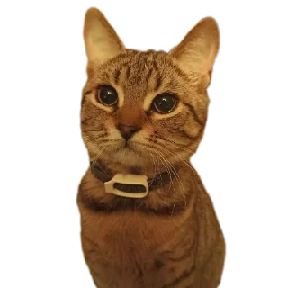 Sticker Cats🐱 - 3