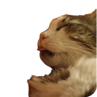 Sticker Cats🐱 - 4