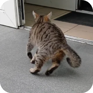 Sticker Cats🐱 - 11