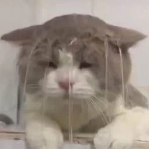 animal mammal indoor