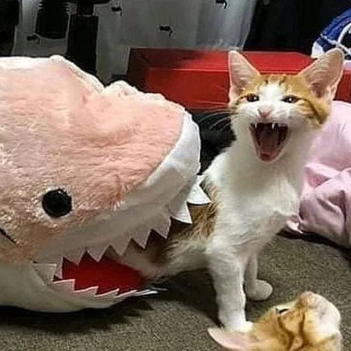 кошка комнатный кошачьи