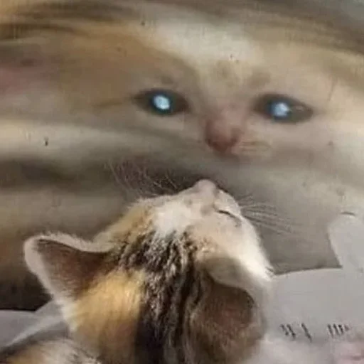 животное млекопитающее кошка