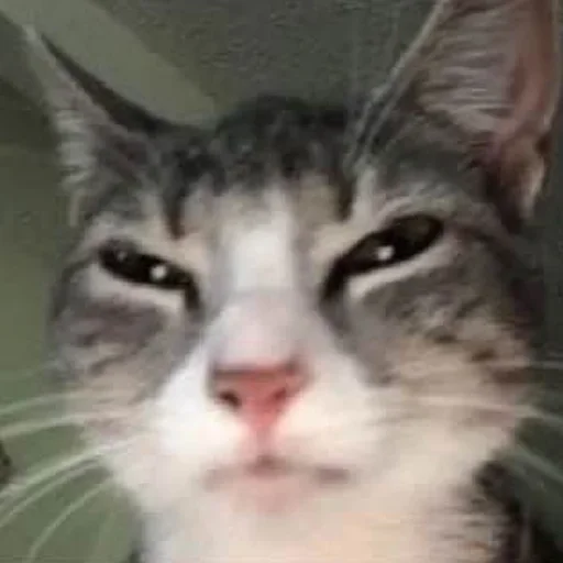 млекопитающее животное кошка