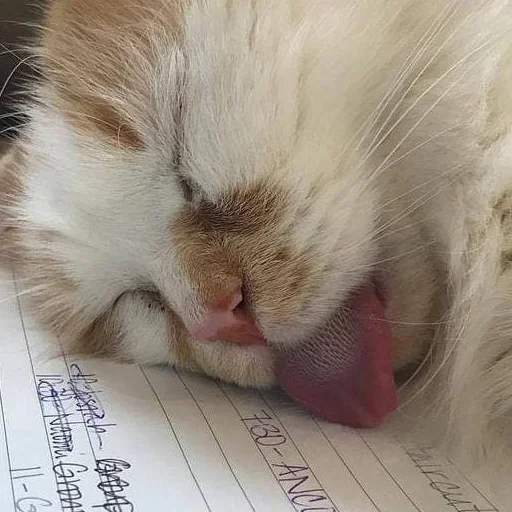 млекопитающее животное СМС