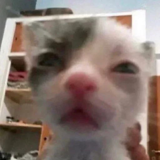 млекопитающее животное кошки малого и среднего размера