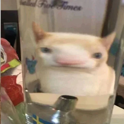 животное комнатный домашнее животное