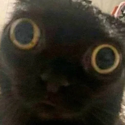 животное млекопитающее кошки малого и среднего размера