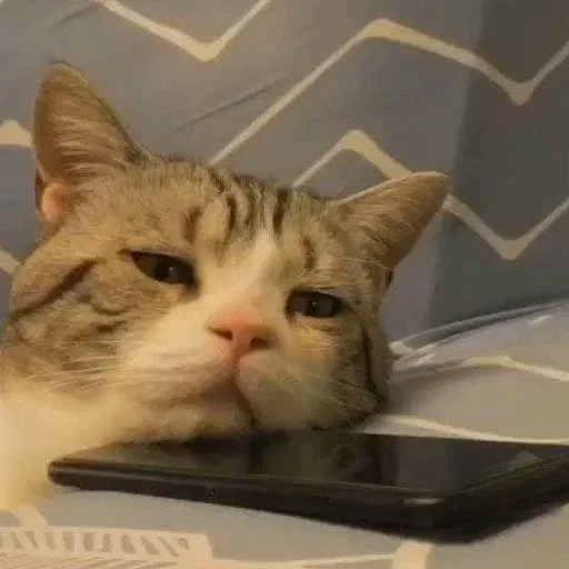 комнатный кошки малого и среднего размера кошачьи