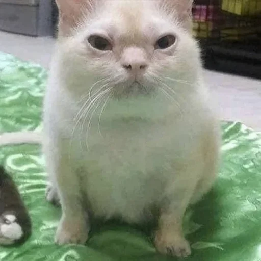 домашняя кошка кошка млекопитающее