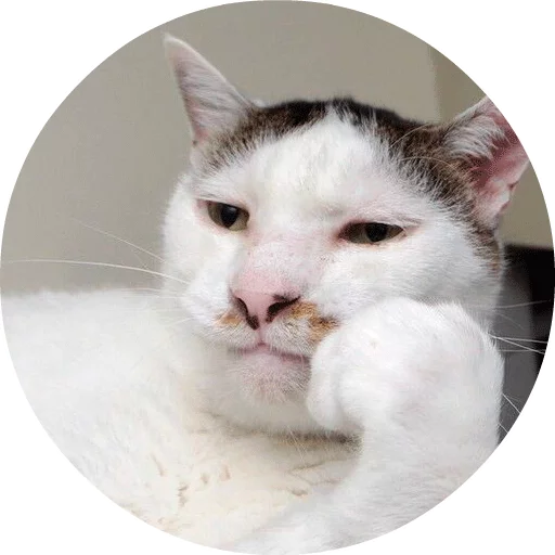 mammal animal small to medium-sized cats