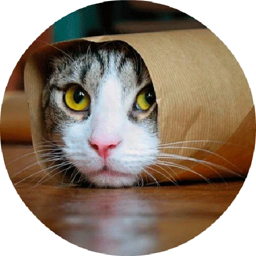 mammal cat small to medium-sized cats