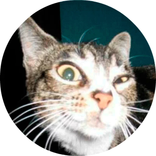 CatsBySmol - кошки малого и среднего размера