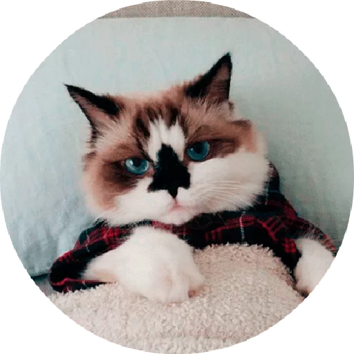 cat small to medium-sized cats domestic cat