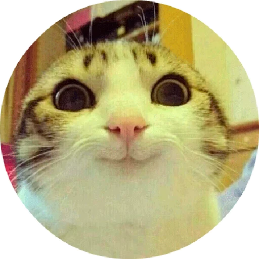 mammal animal small to medium-sized cats