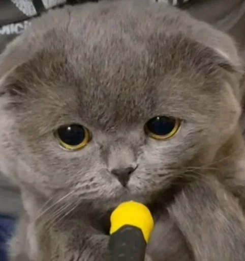 Коты от @sherst_memes - 