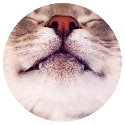 Nice Cats @StikeryTG - 