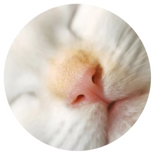 Sticker Nice Cats @StikeryTG - 11