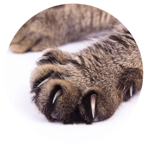 Sticker Nice Cats @StikeryTG - 10