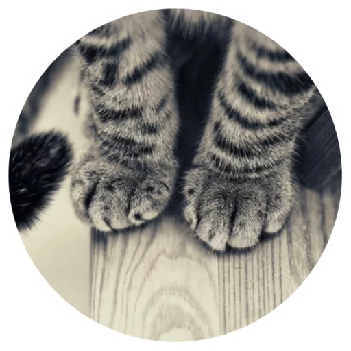 Sticker Nice Cats @StikeryTG - 9