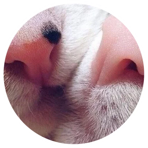 Sticker Nice Cats @StikeryTG - 8