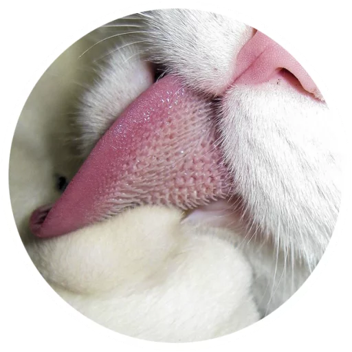 Sticker Nice Cats @StikeryTG - 7