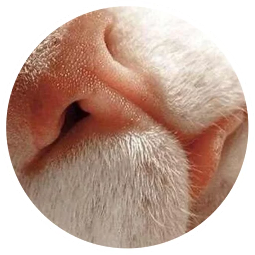 Sticker Nice Cats @StikeryTG - 6