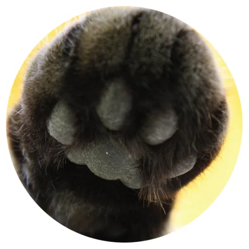 Sticker Nice Cats @StikeryTG - 5