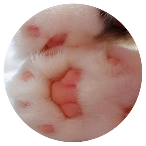 Sticker Nice Cats @StikeryTG - 4