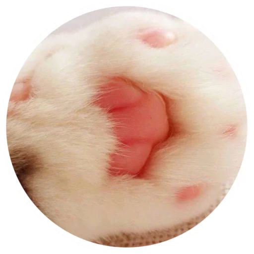 Sticker Nice Cats @StikeryTG - 3