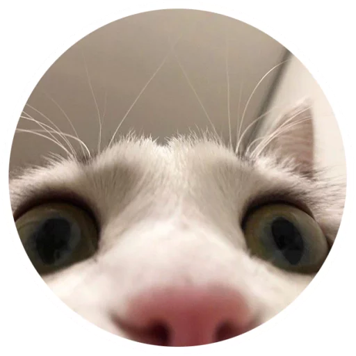 Sticker Nice Cats @StikeryTG - 2