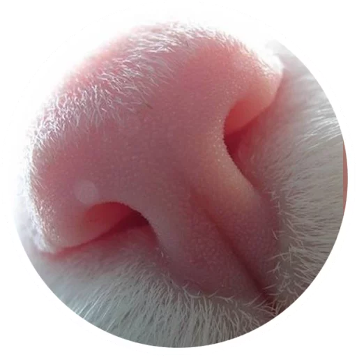 Sticker Nice Cats @StikeryTG - 1