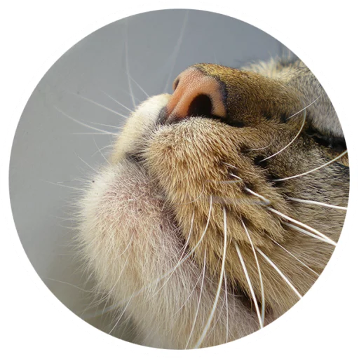 Sticker Nice Cats @StikeryTG - 0