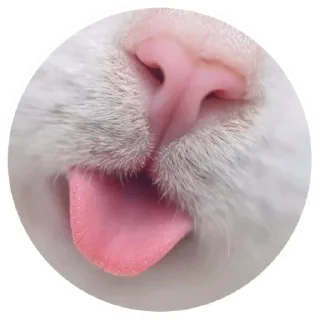 Стикер Nice Cats @stickersb2b - 2