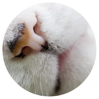 Стикер Nice Cats @stickersb2b - 1