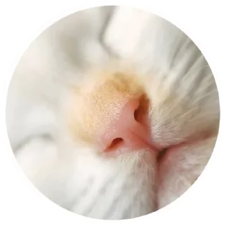 Стикер Nice Cats @stickersb2b - 6