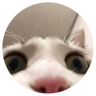 Стикер Nice Cats @stickersb2b - 11